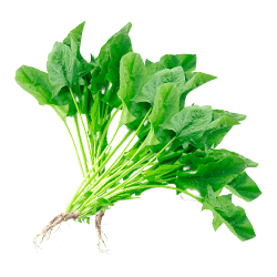 SAlsa leaf - Magnesium (Chelated)